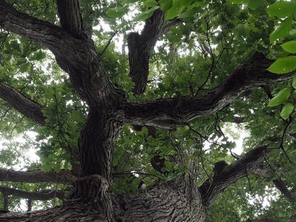 Try Forest Bathing