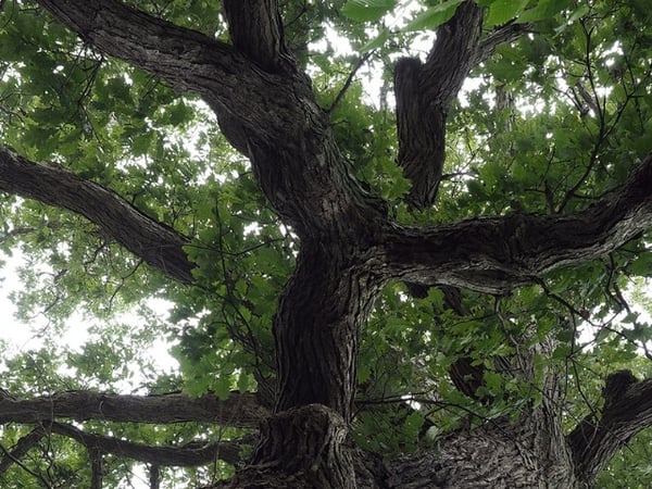 The Care and Nurturing of an Arboretum