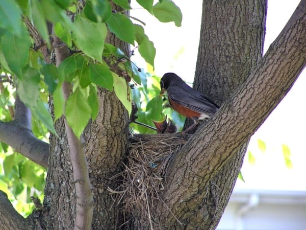 Lake Erie Birding is Big