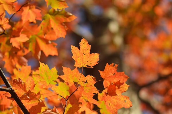 It's Leaf Peeping Time in Ohio