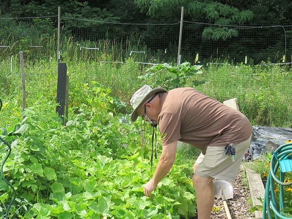 Harvest Time for Home-grown Produce