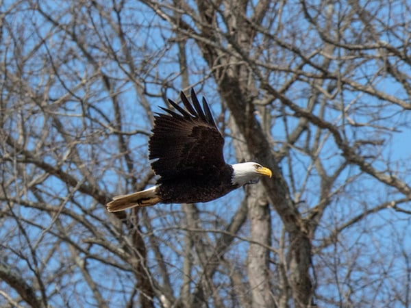 Birders: It's Time to Head Outside!